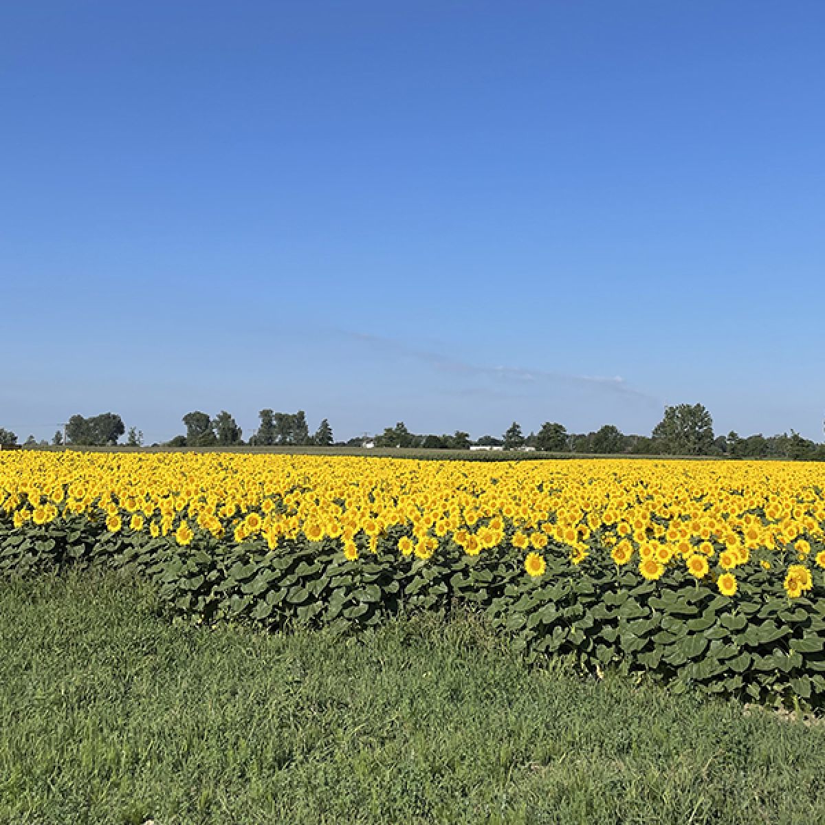 Sonnenblumen